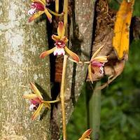 Cymbidium finlaysonianum Lindl. Therapeutic fragrant orchid 