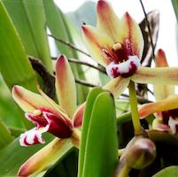 Cymbidium Finlaysonianum perfume ingredient at scentopia your orchids fragrance essential oils