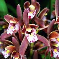 Therapeutic fragrant orchid Cymbidium floribundum Lindl. Syn. Cymbidium ﬂoribundum Lindl. var. pumilum (Rolfe) Y.S. Wu et S.C. Chen; Cymbidium pumilum Rolfe