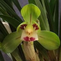 Therapeutic fragrant orchid Cymbidium goeringii (Rchb. f) Rchb. f.