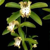 Cymbidium hookerianum Rchb. f. Therapeutic fragrant orchid 