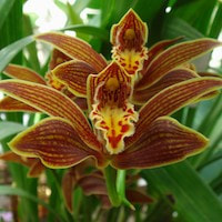 Therapeutic fragrant orchid Cymbidium iridioides D. Don Syn. Cymbidium giganteum Wall ex Lindl. 