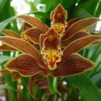 Cymbidium iridioides D. Don Syn. Cymbidium giganteum Wall ex Lindl.  perfume ingredient at scentopia your orchids fragrance essential oils