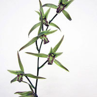 Cymbidium kanran Makino Therapeutic fragrant orchid 