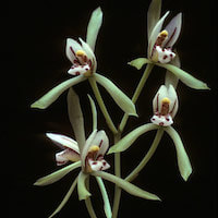 Cymbidium lancifolium Hook. Therapeutic fragrant orchid 