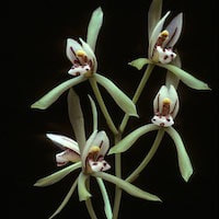 Cymbidium lancifolium Hook. perfume ingredient at scentopia your orchids fragrance essential oils