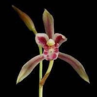 Cymbidium macrorhizon Lindl. perfume ingredient at scentopia your orchids fragrance essential oils