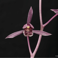 Therapeutic fragrant orchid Cymbidium sinense (Jacks.) Willd. Syn. Cymbidium chinense Heynh.