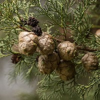 cypress oil for good health