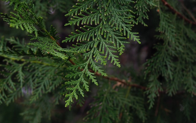 Cypress essential oil is derived from the needles and twigs