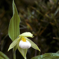 Cypripedium cordigerum D. Don Therapeutic fragrant orchid 