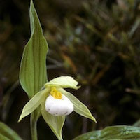Cypripedium cordigerum D. Don perfume ingredient at scentopia your orchids fragrance essential oils