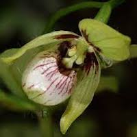 Cypripedium debile Reichb. f. Therapeutic fragrant orchid 
