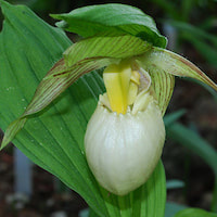 Cypripedium fasciolatum Franch. Therapeutic fragrant orchid 