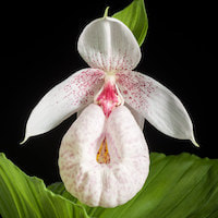 Cypripedium formosanum Hayata Therapeutic fragrant orchid 