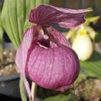 Cypripedium franchetii Rolfe Therapeutic fragrant orchid 