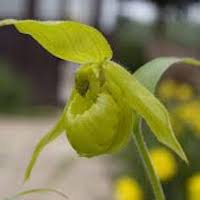 Cypripedium henryi Rolfe Therapeutic fragrant orchid 