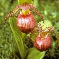 Cypripedium himalaicum Rolfe Therapeutic fragrant orchid 