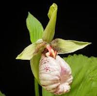 Cypripedium japonicum Thunb. Therapeutic fragrant orchid 