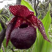 Therapeutic fragrant orchid Cypripedium tibeticum King ex Rolfe syn. Cypripedium corrugatum Franch.