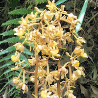 Therapeutic fragrant orchid Cyrtosia septentrionalis (Rchb. f.) Garay