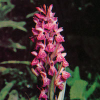 Fragrant Therapeutic Orchid Dactylorhiza hatagirea (D. Don) Soo syn. Orchis latifolia Lindl.