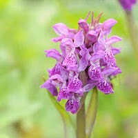Dactylorhiza romana (Schltr.) Soo subsp. georgica perfume ingredient at scentopia your orchids fragrance essential oils
