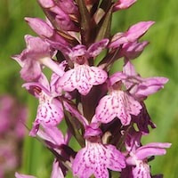 Dactylorhiza salina (Turez exLindl.) Soo perfume ingredient at scentopia your orchids fragrance essential oils