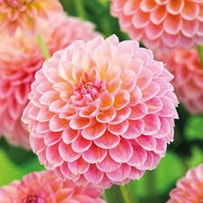 Dahlia flower is often given as gifts as a symbolization of commitment and everlasting bond