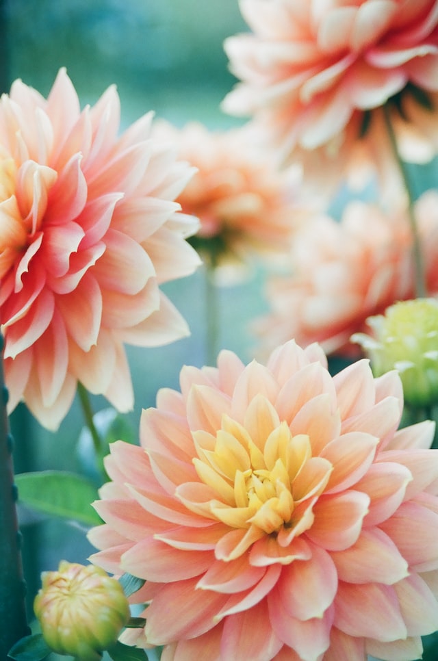  oil is extracted from the petals of the dahlia flower 