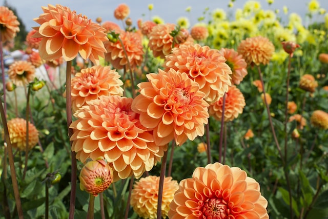 dahlias are still widely grown and traded around the world