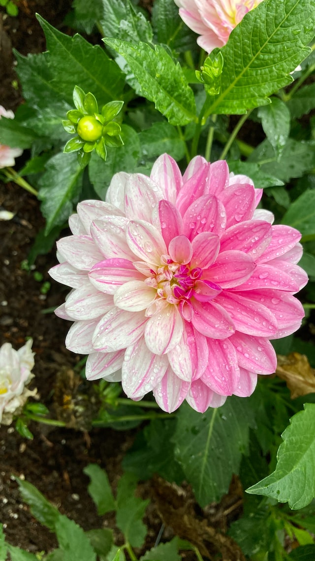 essential oil of the dahlia flower, but it is a relatively rare ingredient