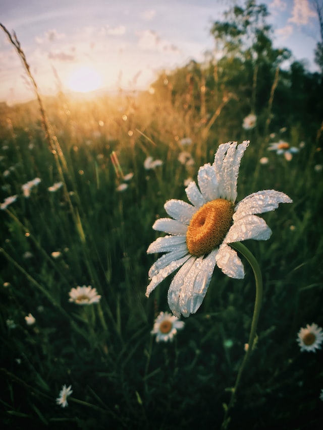 Daisy flowers have a long history in mythology and folklore