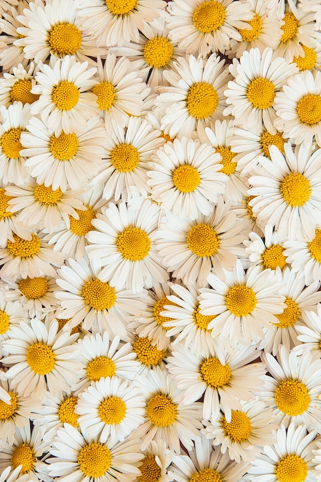 The daisy is the national flower of England.