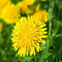 Dandelion is a highly nutritious plant that is loaded with mineral