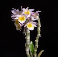 Fragrant Therapeutic Orchid Den crepidatum Lindl. & Paxton