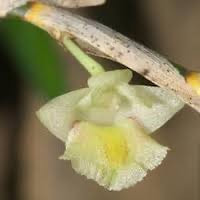 Dendrobium acinaciforme Roxb perfume ingredient at scentopia your orchids fragrance essential oils