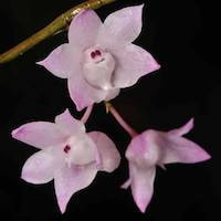 Fragrant Therapeutic Orchid Dendrobium aduncum Lindl. Syn D. scorianum W. W. Smith, D. faulhaberianum Schltr.