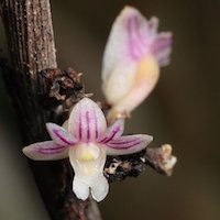 Dendrobium Aloifolium - ​Used in Oriental 6 (Women) for Team building Perfume workshop​