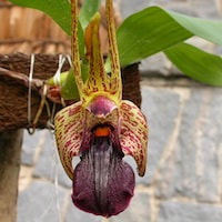 Acriopsis liliifolia perfume ingredient at scentopia your orchids fragrance essential oils