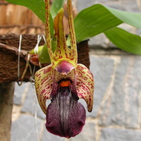 Fragrant Therapeutic Orchid Dendrobium amplum Lindl. syn. Epigeneium amplum (Lindl.) Summerh.