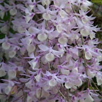 Dendrobium aphyllum (Roxb.) C.E.C. Fisch, syn. D. macrostachyum Lindl. perfume ingredient at scentopia your orchids fragrance essential oils