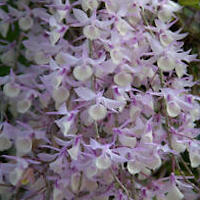 Fragrant Therapeutic Orchid Dendrobium aphyllum (Roxb.) C.E.C. Fisch, syn. D. macrostachyum Lindl.