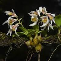 Fragrant Therapeutic Orchid Dendrobium appendiculatum (Blume) Lindl. syn. Flickingeria biﬁda A. Hawkes; Ephemeranta biﬁda (Ridley) Hunt et Summerh.