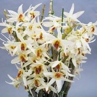 Dendrobium Aureum perfume ingredient at scentopia your orchids fragrance essential oils