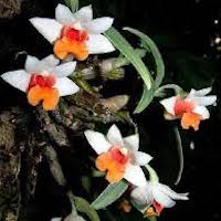 Fragrant Therapeutic Orchid Dendrobium bellatulum Rolfe