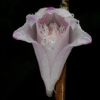 Fragrant Therapeutic Orchid Dendrobium blumei Lindl.