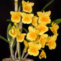 Fragrant Therapeutic Orchid Dendrobium capillipes Rchb. f.