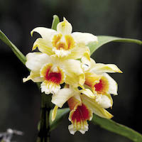Fragrant Therapeutic Orchid Dendrobium cariniferum Rchb. f.