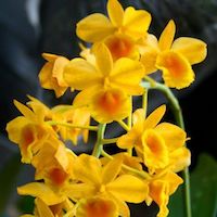 Fragrant Therapeutic Orchid Dendrobium chrysotoxum Lindl. Syn Dendrobium sauvissimum Rchb. f
